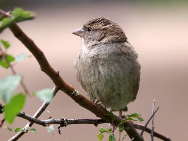 Sparrow on tree branch — Stock Photo, Image