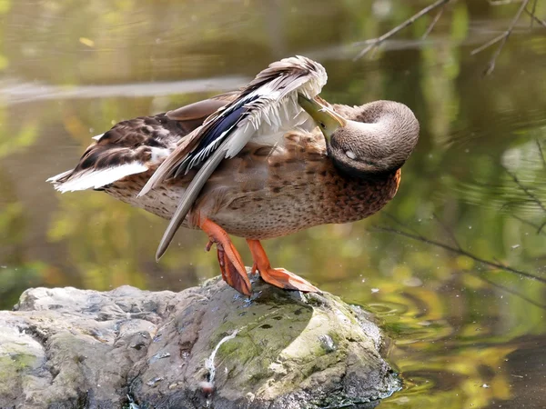 Pato cerca del agua — Foto de Stock