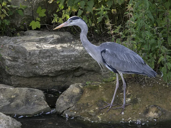 Blue Heron on stone — Stock Photo, Image