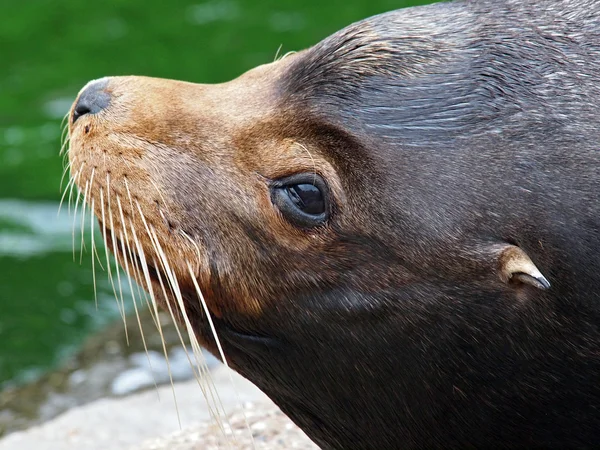 Close up of Sea lion head — Stock Photo, Image