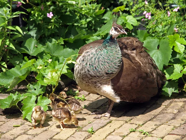 Vrouwelijke peacock met jonge — Stockfoto