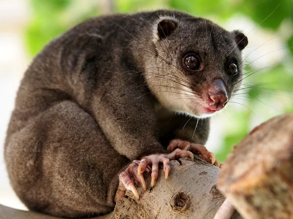 Lemur de vientre rojo — Foto de Stock