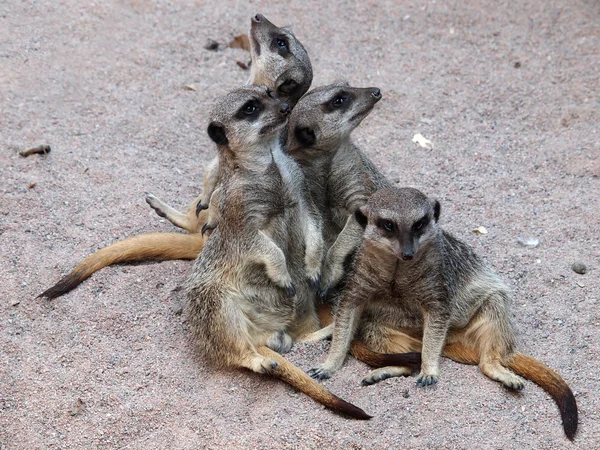 Meerkats on sand — Stock Photo, Image