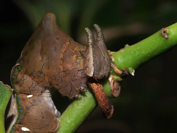 Oruga sobre hoja verde — Foto de Stock