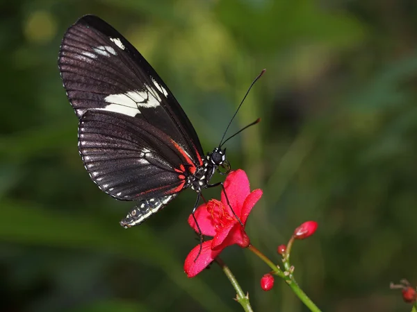 Mariposa sobre flor roja — Foto de Stock