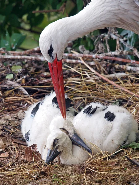 Stork with two children — Stock Photo, Image