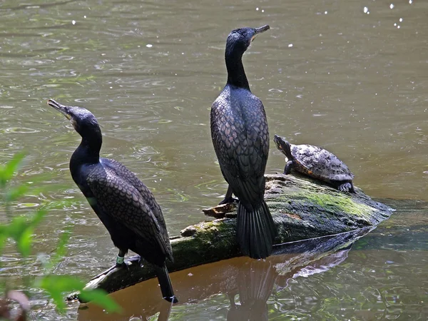 Aalscholvers met water schildpad in de buurt van de vijver — Stockfoto