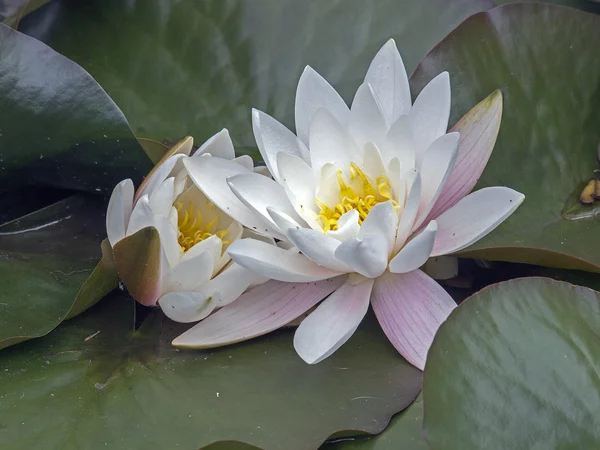 Waterlilly and green leaves — Stock Photo, Image