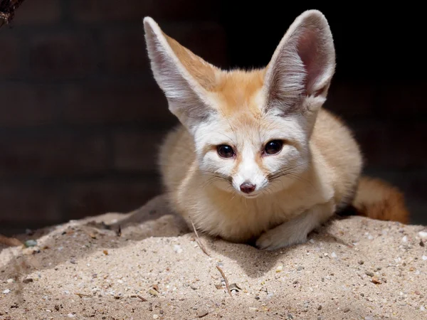 Fennec fox v písku — Stock fotografie