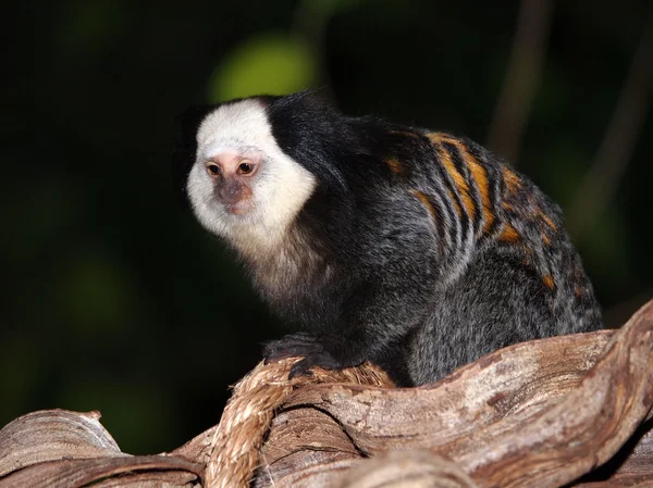 Marmoset sentado na árvore — Fotografia de Stock