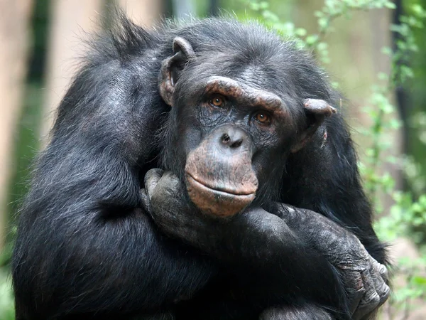 숲 속의 침팬지 — 스톡 사진