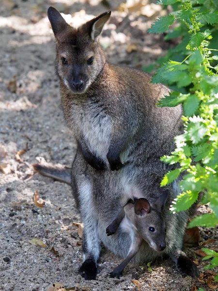 Bennett's wallaby mother and child — Stock Photo, Image