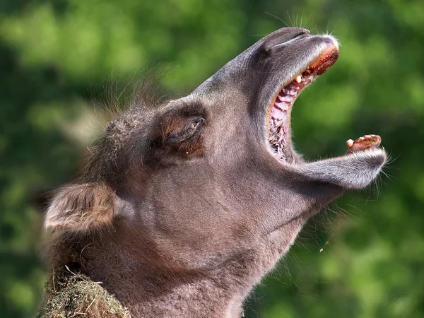 Camel with open mouth — Stock Photo, Image