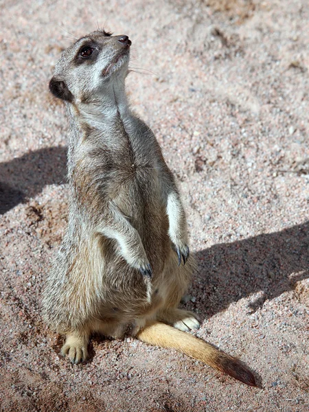 Primer plano de Meerkat mirando hacia arriba —  Fotos de Stock