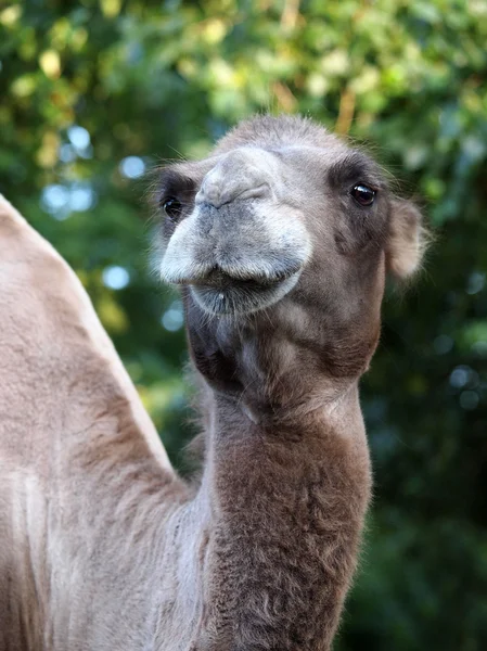 Camel in forest — Stock Photo, Image