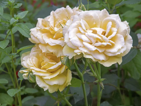 Close up of yellow roses — Stock Photo, Image