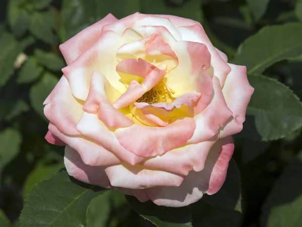 Pink and white rose — Stock Photo, Image