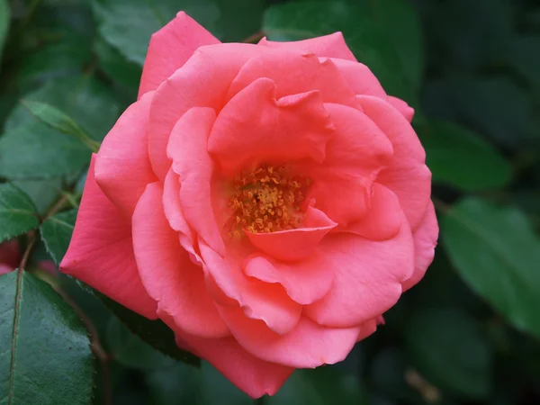 Közeli rózsaszín rózsa — Stock Fotó