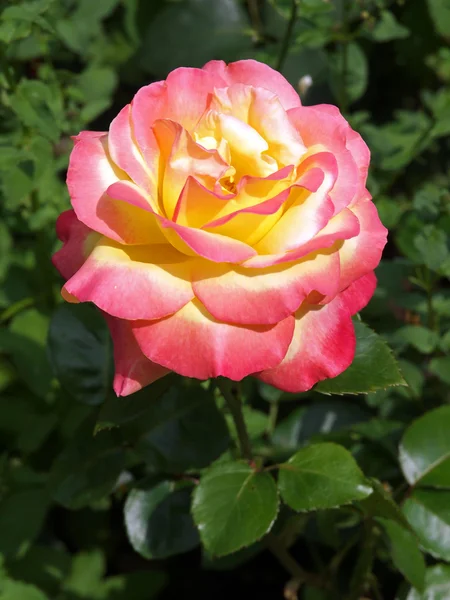 Pink and white rose — Stock Photo, Image