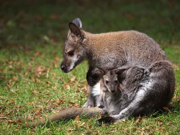Bennett's wallaby mother and child — Stock Photo, Image