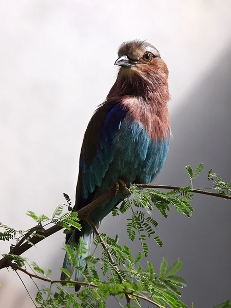 Lilac-breasted roller — Stockfoto