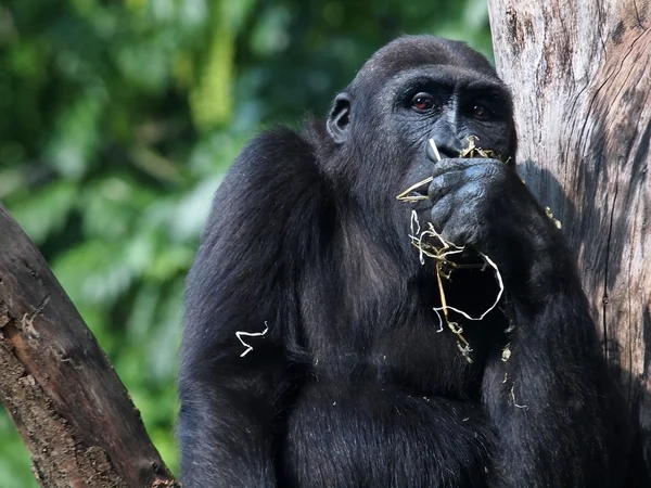 Χιμπατζής κοντά δέντρο — Φωτογραφία Αρχείου