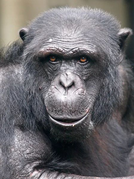Primer plano del Chimpancé Negro — Foto de Stock