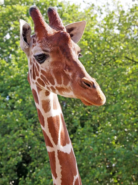 Giraffa nella foresta verde — Foto Stock