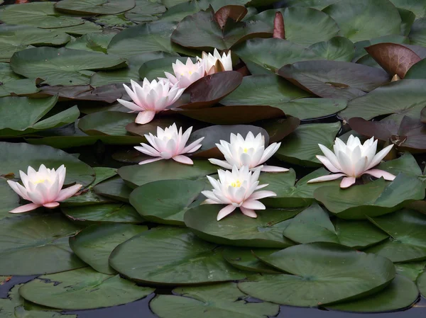 Whie water lilies — Stock Photo, Image