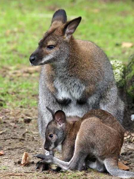 Bennett's wallaby mother and child — Stock Photo, Image