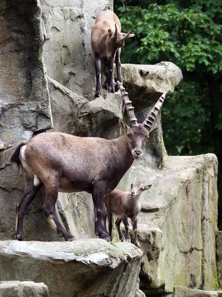 Alpine ibex in national park — Stock Photo, Image