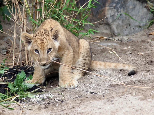 Lion sitting on the ground — Stock Photo, Image