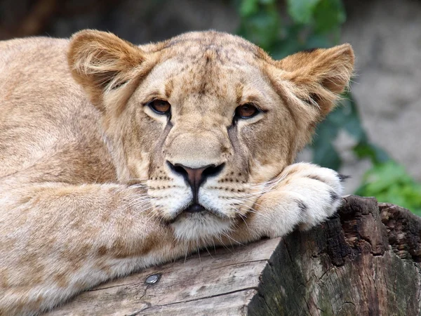 Porträt einer Löwin in der Reserve — Stockfoto