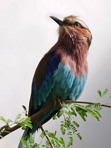 Lilac breasted Roller Royalty Free Stock Photos
