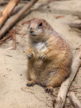Çayır köpeğine yaklaş.