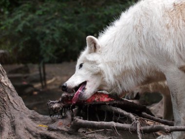 Hudson Bay Wolf eating clipart