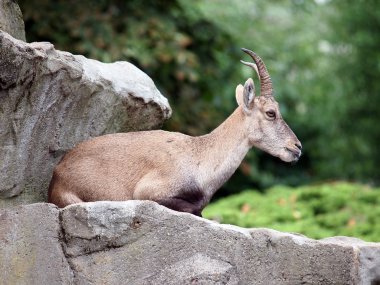 Alp dağ keçileri yakınındaki taş