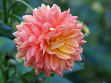 Pembe yıldız çiçeğine yakın.