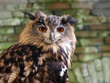 Oehoe tuğla zemin üzerine