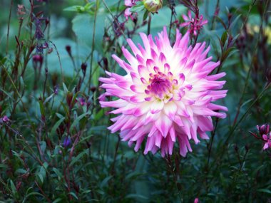 Pembe yıldız çiçeğine yakın.