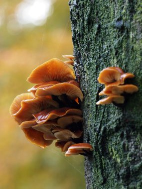 Mantar ağacı üzerinde kapat