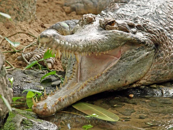 Coccodrillo vicino all'acqua — Foto Stock