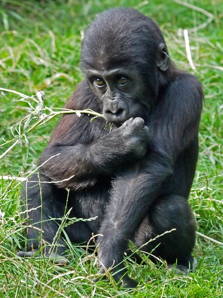 Chimpancé negro sobre hierba — Foto de Stock