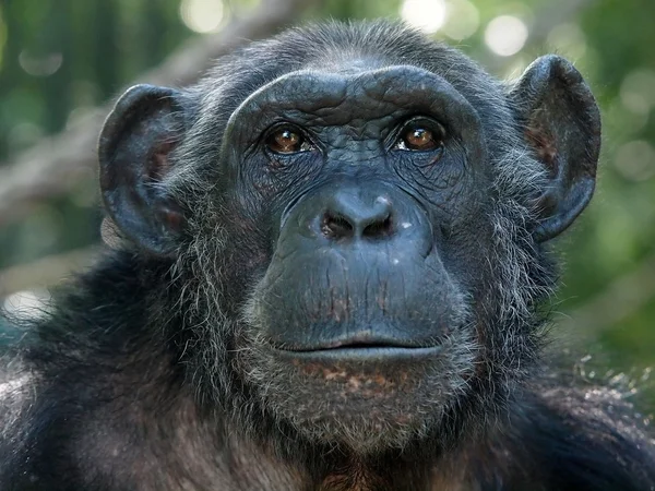 Chimpanzé preto retrato — Fotografia de Stock