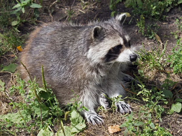 Raccoon sitting on ground — Stock Photo, Image