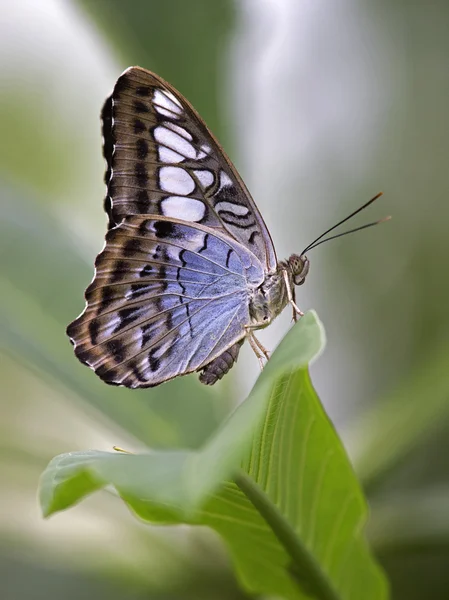 Метелик на лист — стокове фото
