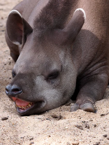 Tapir sul-americano — Fotografia de Stock