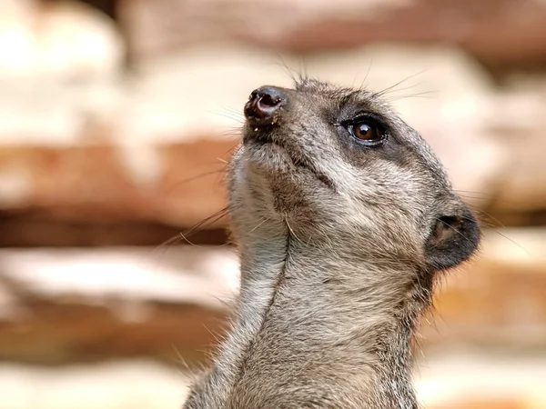 Primer plano de suricata — Foto de Stock