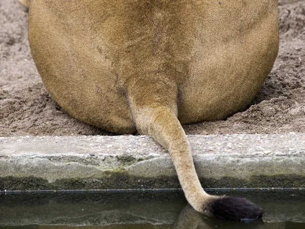 Close up of Lions tail — Stock Photo, Image