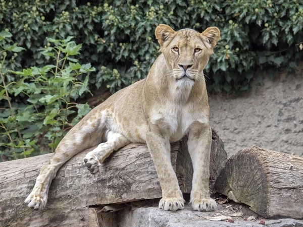 木製ログの雌のライオン — ストック写真